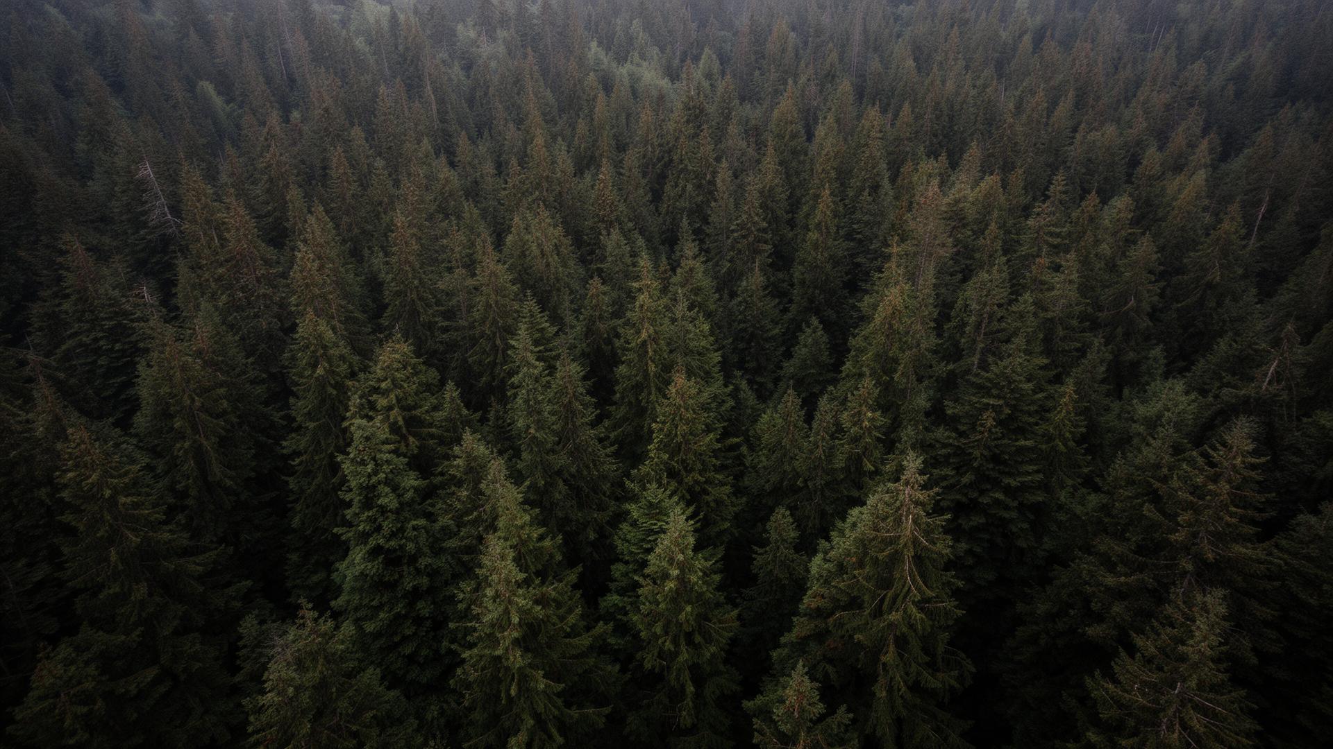Canadian forest canopy